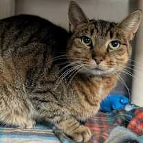 Thumbnail photo of Marguerite #1