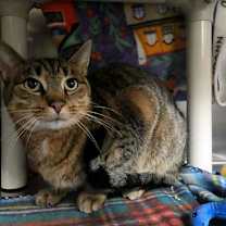 Thumbnail photo of Marguerite #2