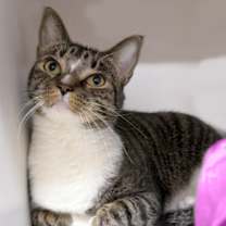 Thumbnail photo of Tommy #1