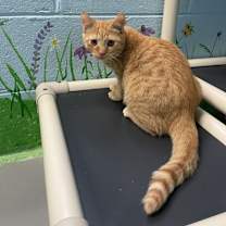 Thumbnail photo of Maverick #1