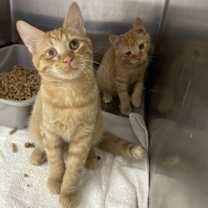 Thumbnail photo of Maverick #2