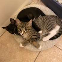 Thumbnail photo of Archi #2