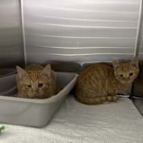 Thumbnail photo of Maverick #3