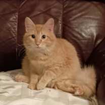 Thumbnail photo of Biskit #1