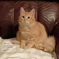 Thumbnail photo of Biskit #4