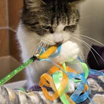 Thumbnail photo of Sekki #4