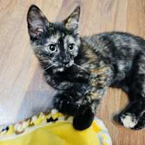 Thumbnail photo of Fiorina #2