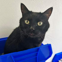 Thumbnail photo of Freddy C4 #1