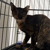 Thumbnail photo of Harmony #1