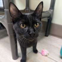 Thumbnail photo of Sirius #1