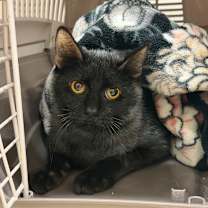 Thumbnail photo of Anchovy #2