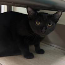 Thumbnail photo of Sirius #3