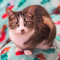 Thumbnail photo of Elsie #4