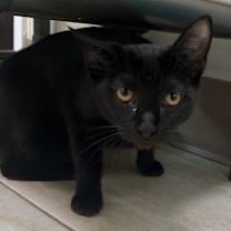 Thumbnail photo of Sirius #4