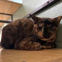 Thumbnail photo of Harmony #3