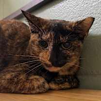 Thumbnail photo of Harmony #4