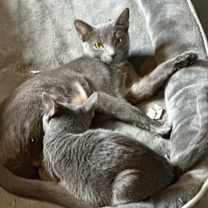 Thumbnail photo of N/A #2