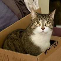 Thumbnail photo of Fritz #2