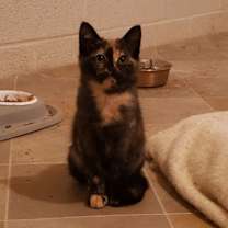 Thumbnail photo of Gremlin #1