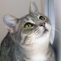 Thumbnail photo of Demure #1