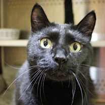 Thumbnail photo of Coco Jack #1