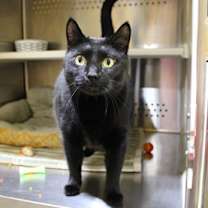 Thumbnail photo of Coco Jack #2