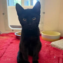 Thumbnail photo of Hulk #1