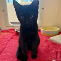 Thumbnail photo of Hulk #2