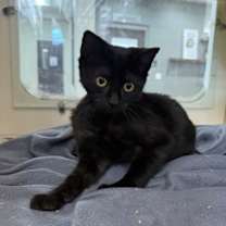 Thumbnail photo of Cart #3