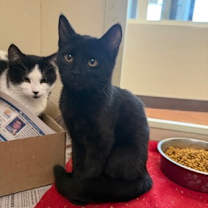 Thumbnail photo of Hulk #3