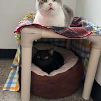 Thumbnail photo of Chatterbox #4