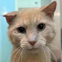 Thumbnail photo of Sky Rush #2