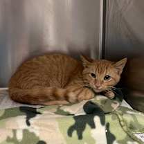 Thumbnail photo of McCoy #1