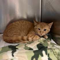 Thumbnail photo of McCoy #2