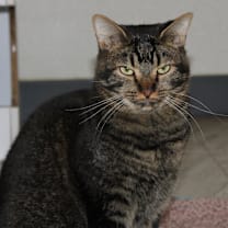 Thumbnail photo of Leafeon #1