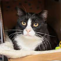 Thumbnail photo of Puss Puss #1