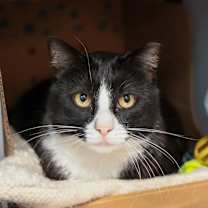 Thumbnail photo of Puss Puss #2