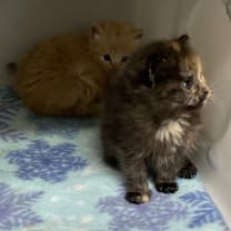 Thumbnail photo of Pumpkin Pie *adoption pending* #2