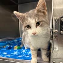 Thumbnail photo of Frosty #1