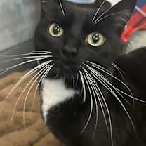 Thumbnail photo of Maya #1