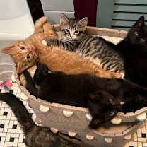 Thumbnail photo of Avocado Toast #1