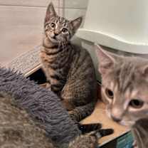 Thumbnail photo of Kopi #2