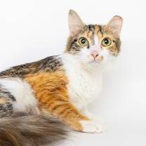 Thumbnail photo of Chit Chat #1