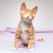 Thumbnail photo of Niko #1