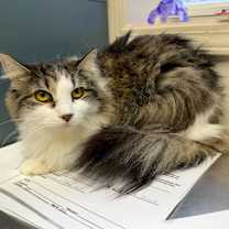 Thumbnail photo of Willow #1