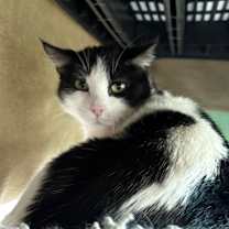 Thumbnail photo of Penelope  #3