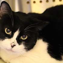 Thumbnail photo of Kitty #1