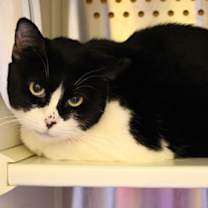 Thumbnail photo of Kitty #2