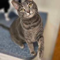 Thumbnail photo of Sushi #1