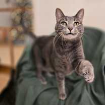 Thumbnail photo of Sushi #3